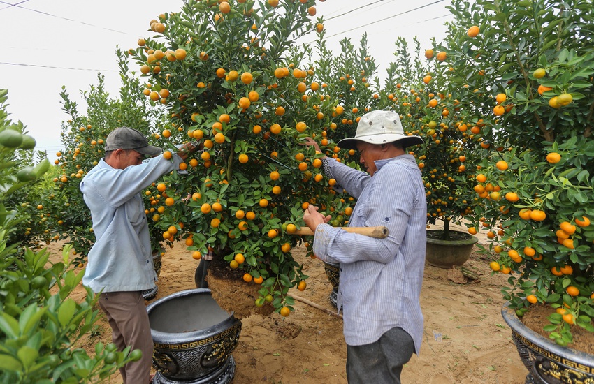 Ảnh: Tết sớm trên làng quất nức tiếng miền Trung, chưa chín hết đã “cháy hàng” - Ảnh 6.