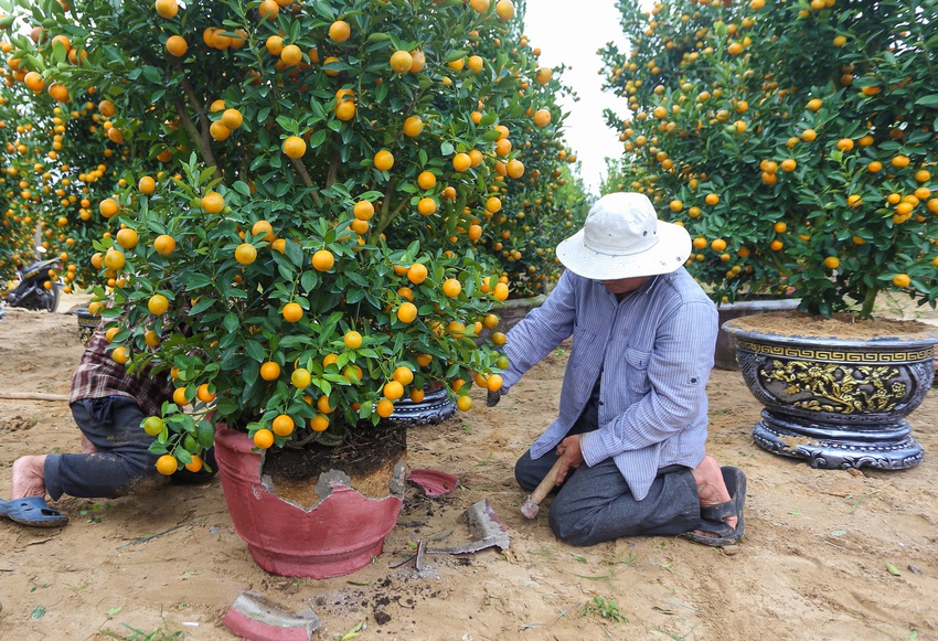 Ảnh: Tết sớm trên làng quất nức tiếng miền Trung, chưa chín hết đã “cháy hàng” - Ảnh 5.