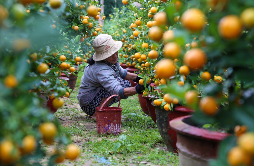 Ảnh: Tết sớm trên làng quất nức tiếng miền Trung, chưa chín hết đã “cháy hàng” - Ảnh 3.