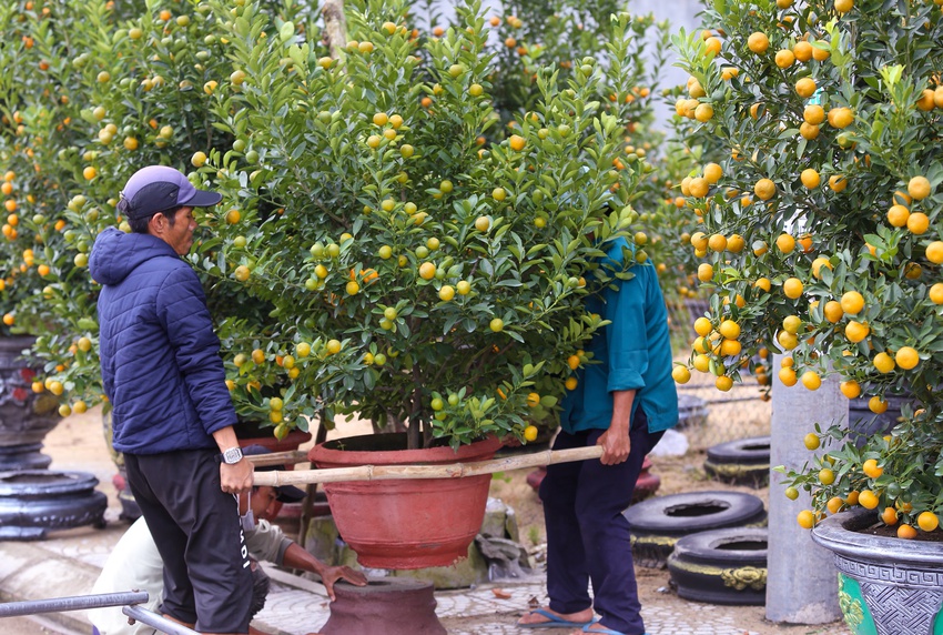 Ảnh: Tết sớm trên làng quất nức tiếng miền Trung, chưa chín hết đã “cháy hàng” - Ảnh 14.