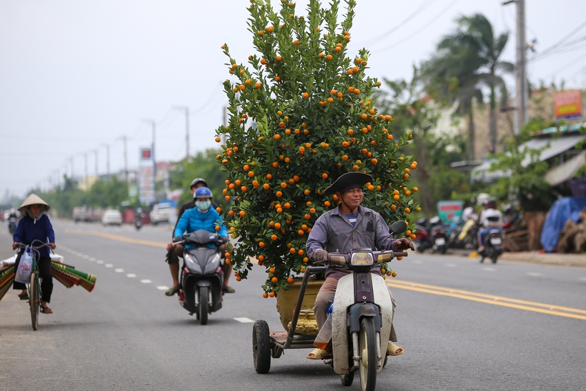 Ảnh: Tết sớm trên làng quất nức tiếng miền Trung, chưa chín hết đã “cháy hàng” - Ảnh 13.