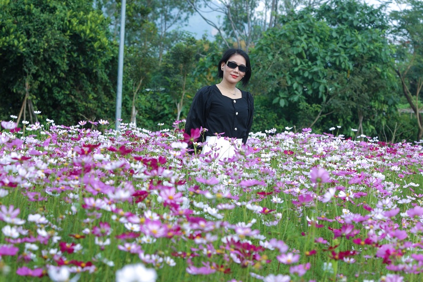 Du khách hào hứng check in vườn cúc họa mi trái mùa miễn phí ở Đà Nẵng - Ảnh 18.