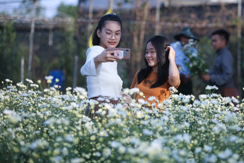 Du khách hào hứng check in vườn cúc họa mi trái mùa miễn phí ở Đà Nẵng - Ảnh 2.