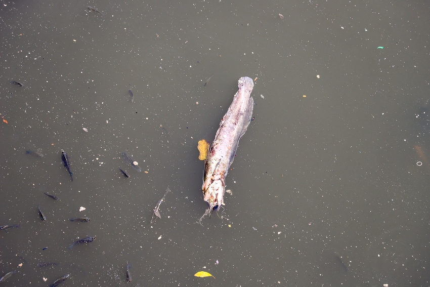 TP.HCM: Nước bị ô nhiễm, cá chết hàng loạt trên kênh Nhiêu Lộc - Thị Nghè - Ảnh 14.