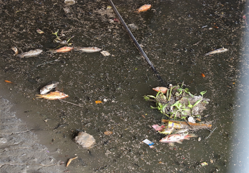 TP.HCM: Nước bị ô nhiễm, cá chết hàng loạt trên kênh Nhiêu Lộc - Thị Nghè - Ảnh 12.