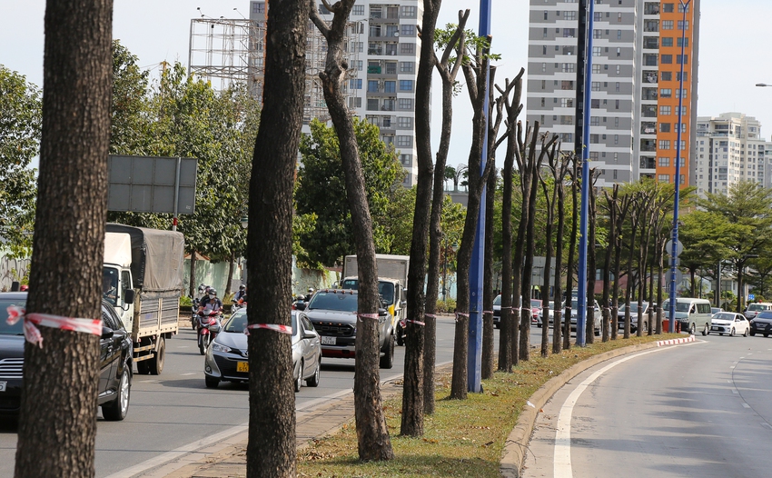 Cận cảnh di dời hơn 1.300 cây xanh trên đại lộ ở TP.HCM để xây dựng nút giao 3 tầng - Ảnh 14.