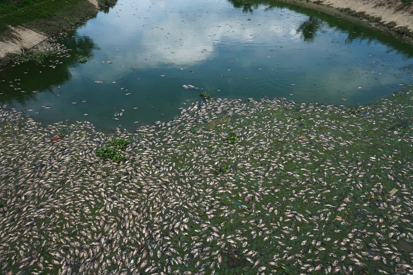 Cá chết nổi trắng kênh Đa Cô ở Đà Nẵng - Ảnh 5.