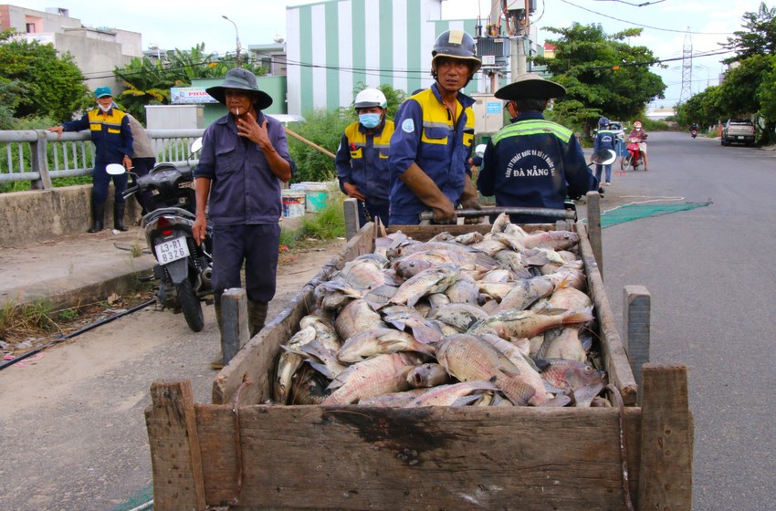 Cá chết nổi trắng kênh Đa Cô ở Đà Nẵng - Ảnh 11.