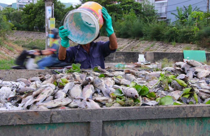 Cá chết nổi trắng kênh Đa Cô ở Đà Nẵng - Ảnh 10.