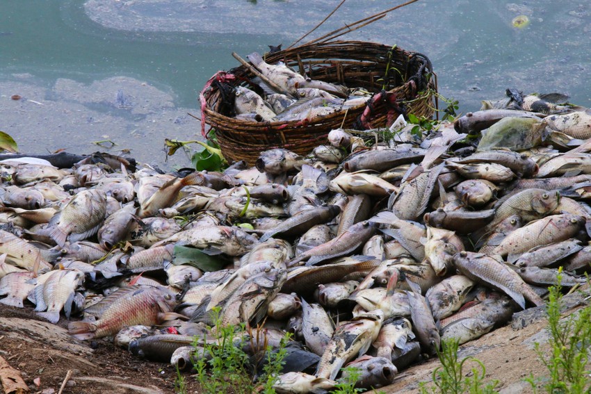 Cá chết nổi trắng kênh Đa Cô ở Đà Nẵng - Ảnh 7.