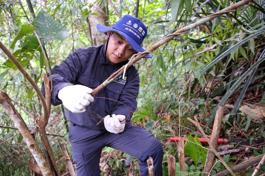 Vào rừng Tây Giang cùng biệt đội phá bẫy: Những ngày “ăn gió, nằm sương” để giải cứu động vật hoang dã - Ảnh 16.