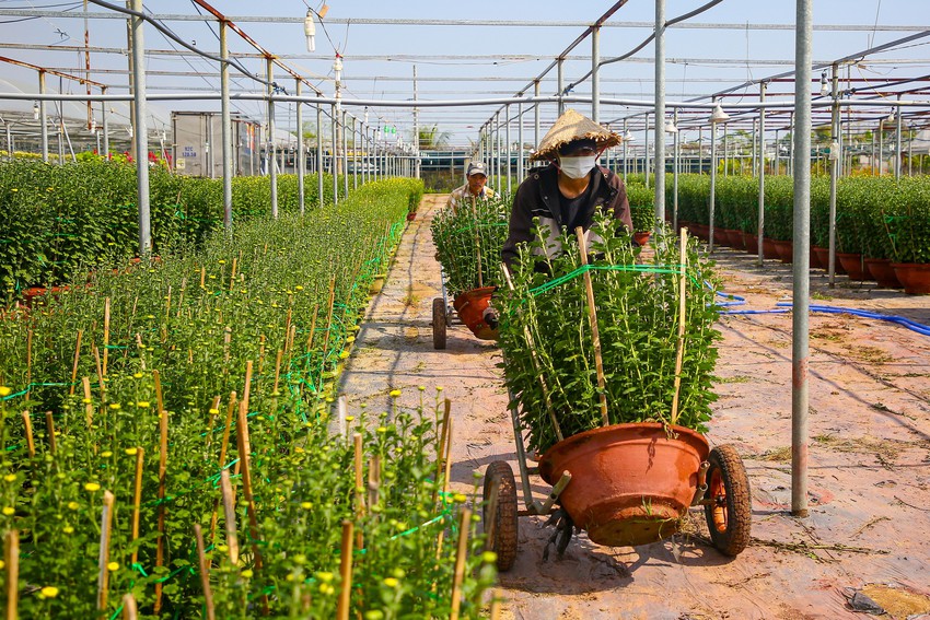 Làng hoa nổi tiếng Đà Nẵng hối hả dịp cuối năm, xe tải nối đuôi nhau chở Tết về phố thị - Ảnh 4.