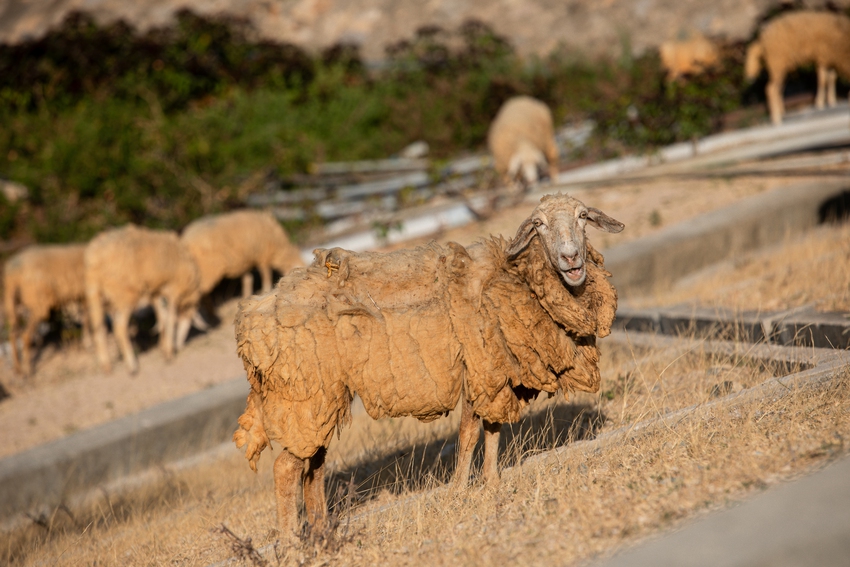 Tận mắt thấy những đàn cừu Ninh Thuận chết khô, hồ nước trơ đáy, nứt nẻ trong hạn hán khốc liệt miền Trung - Ảnh 5.