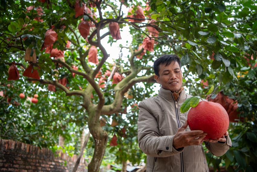 Một loại quả bị đồn "sơn màu đỏ" để được săn đón dịp Tết, sự thật là gì?- Ảnh 3.