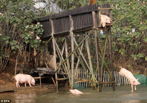 Trung Quốc: Tiết mục cho lợn "bay tự do" 1