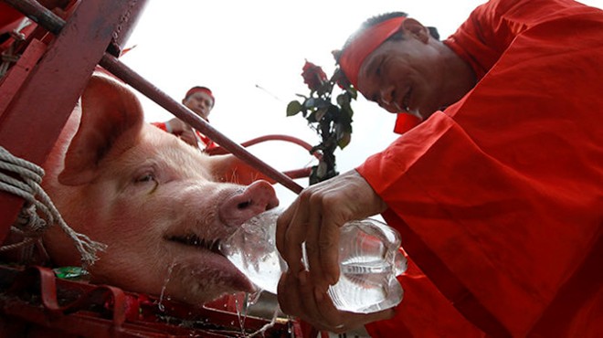 Người dân làng Ném Thượng cho một “ông ỉn” uống nước chuẩn bị cho nghi lễ khai đao - Ảnh: Nguyễn Khánh