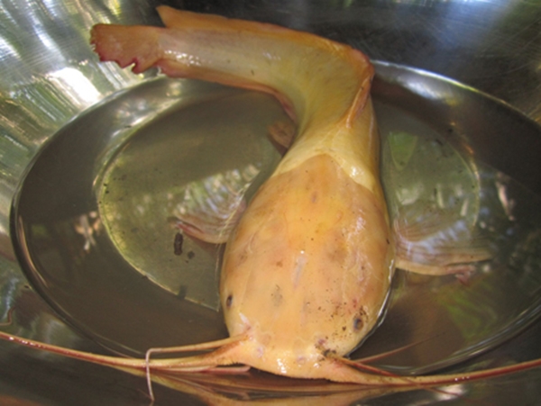 Cần Thơ: Cá trê "khủng" màu vàng cực kỳ lạ 4