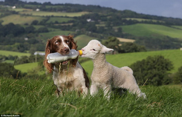 hiep-dam-gau-meo-bi-can-toi-ta-cua-quy