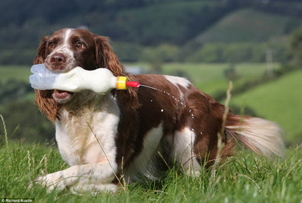 hiep-dam-gau-meo-bi-can-toi-ta-cua-quy