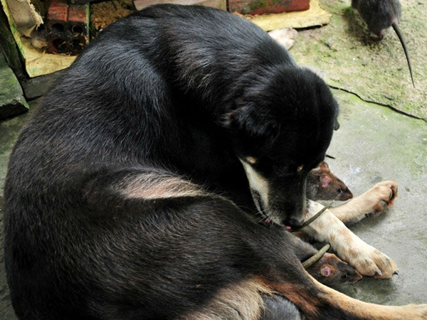 Ch&oacute; l&agrave;m "bảo mẫu" cho chuột ở Bạc Li&ecirc;u 