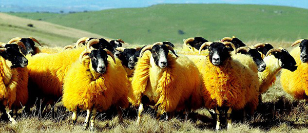 Kỳ lạ những chú cừu màu cam chói lóa 7