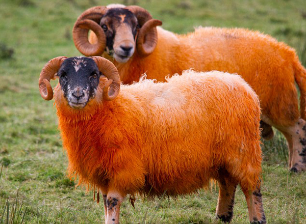 Kỳ lạ những chú cừu màu cam chói lóa 1