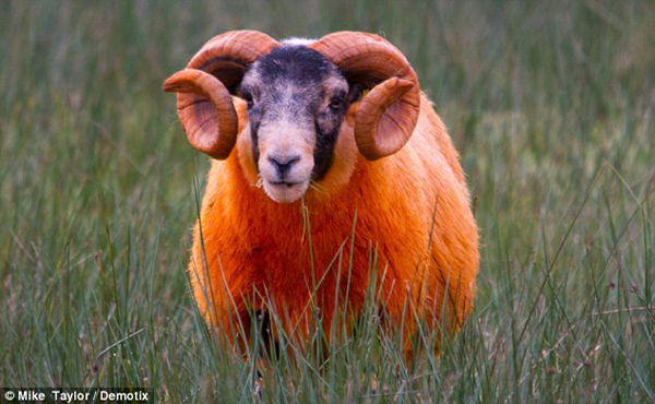 Kỳ lạ những chú cừu màu cam chói lóa 4