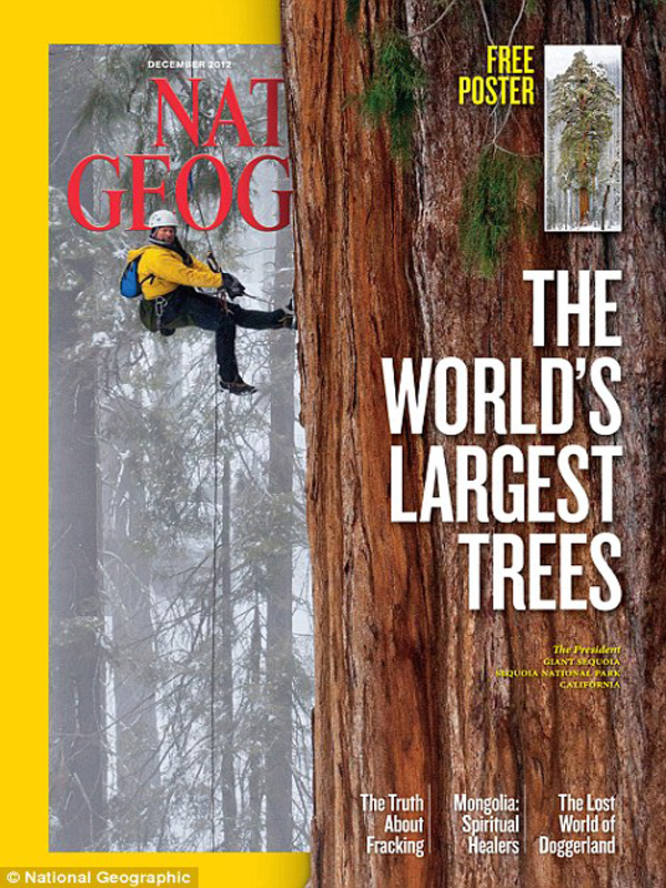 Xem "quái cây" 3.200 tuổi, mọc 2 tỷ lá, cao 20 tầng 1