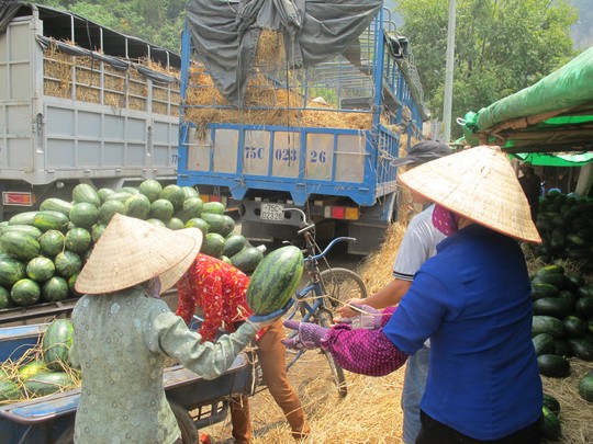 Nhiều xe dưa đã bị phía Trung Quốc trả về vì không đạt chất lượng, được chủ hàng mang về bán đổ bán tháo với giá rẻ chỉ từ 10-20 ngàn đồng/quả ở ngay cửa khẩu Tân Thanh.