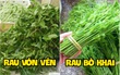 Việt Nam có 10 cây rau cực hiếm người biết mọc dại khắp các vùng quê, nhiều loại thơm ngon đến nỗi được săn tìm với giá siêu đắt