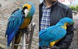 Chi gần 30 triệu mua một chú vẹt, mãi đến 8 năm sau người đàn ông mới nhận ra sự thật đắng lòng khi bị mời đến đồn cảnh sát