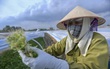 Người dân dùng nguồn nước chuyển màu, sủi bọt để tưới rau: 