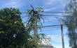 Trồng phải cây thanh long 