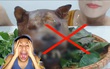 Ăn thịt chó mèo, vlogger người Việt gây tranh cãi dữ dội: nhiều người phẫn nộ, một số lại cho là chuyện bình thường