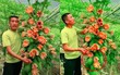 Lão nông khoe cây đu đủ kỳ quái trái bung nở như hoa thu hút 2,6 triệu lượt xem, dân mạng rình mò phát hiện sự thật 