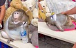 Đời thăng trầm của chú khỉ béo tròn như quả bóng ở chợ Bangkok