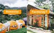 Vì sao Đà Lạt không còn những nơi đề bảng “homestay”, nhiều người Việt khi biết lý do đều 