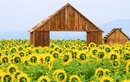 Cánh đồng hướng dương của trang trại TH mở cửa đón khách tham quan từ 16/12/2025
