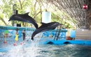 Tuần Châu Park: Điểm đến lý tưởng cho mùa hè sôi động tại Quảng Ninh