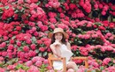 Ngôi nhà Hoa Cẩm Tú Cầu hồng 2 tỷ đồng đẹp như trong cổ tích, đến checkin ngay kẻo lỡ