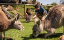 Đi Úc mà chỉ ở Sydney thì phí, khám phá ngay 3 vùng đất đẹp “nín thở” tại New South Wales