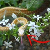 5 cây hoa dụ rắn vào nhà