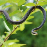 10 loại cây vô tình "gọi" rắn tới nhà: Nhiều gia đình trồng mà không biết