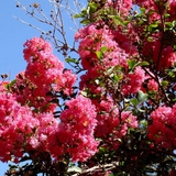 Loại cây mang tới phúc khí, thịnh vượng và bình an: Trồng một cây trong nhà có thuốc quý toàn năng