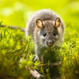 4 loại hoa là "kẻ thù truyền kiếp" của chuột