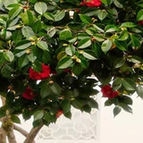 Loại cây là biểu tượng của vượng tài, sung túc: Nhiều nhà trồng mà không biết nó còn là thuốc