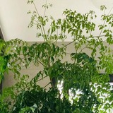 4 cây càng trồng càng rước họa, nhiều nhà vô tình phạm mà không biết