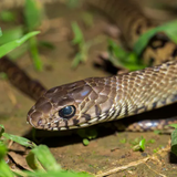 5 loại rắn thường bò vào nhà: Ai cũng nên biết để tránh nguy hiểm