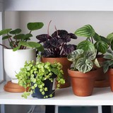 8 loại cây không bao giờ nên trồng trong nhà