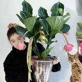 Giới chơi cây đang mê tít hoa bảo liên đăng: Loài hoa hồng rủ như đèn chùm, giúp phòng khách sang như resort